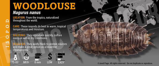 Nagurus nanus 'Woodlouse' isopod label