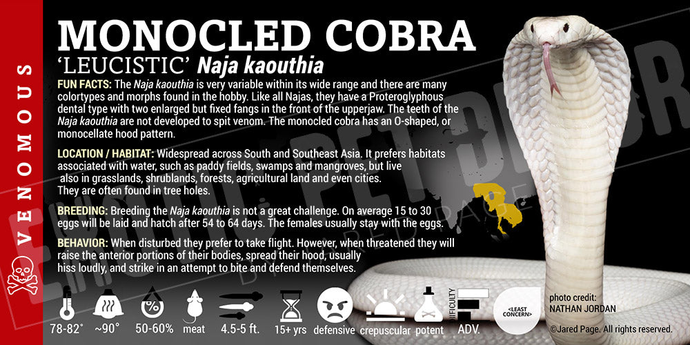 Naja kaouthia 'Monocled Cobra'
