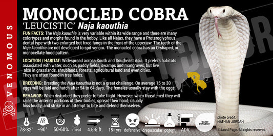 Naja kaouthia 'Monocled Cobra'