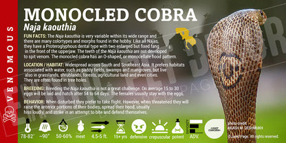 Naja kaouthia 'Monocled Cobra'