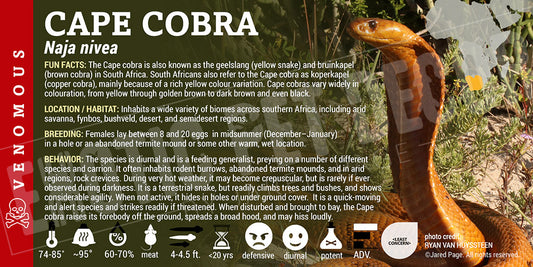 Naja nivea 'Cape Cobra' snake label