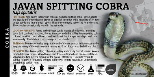 Naja sputatrix 'Javan Spitting Cobra' snake label