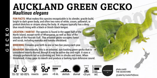 Naultinus elegans 'Auckland Green' Gecko label