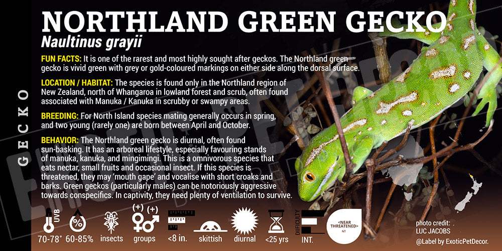 Naultinus grayii 'Northland Green' Gecko