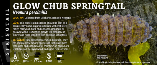 Neanura persimilis 'Glow Chub' Springtail label