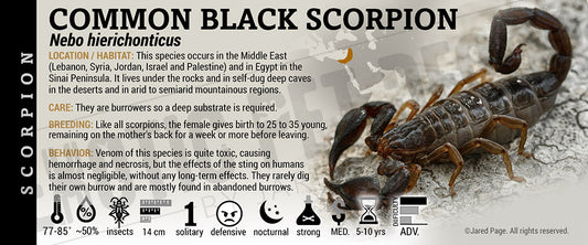 Nebo hierichonticus 'Common Black (Jericho)' Scorpion