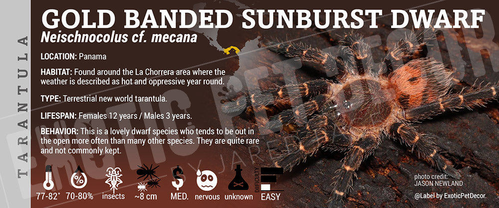Neischnocolus sp. 'Panama Gold Banded Sunburst Dwarf' Tarantula