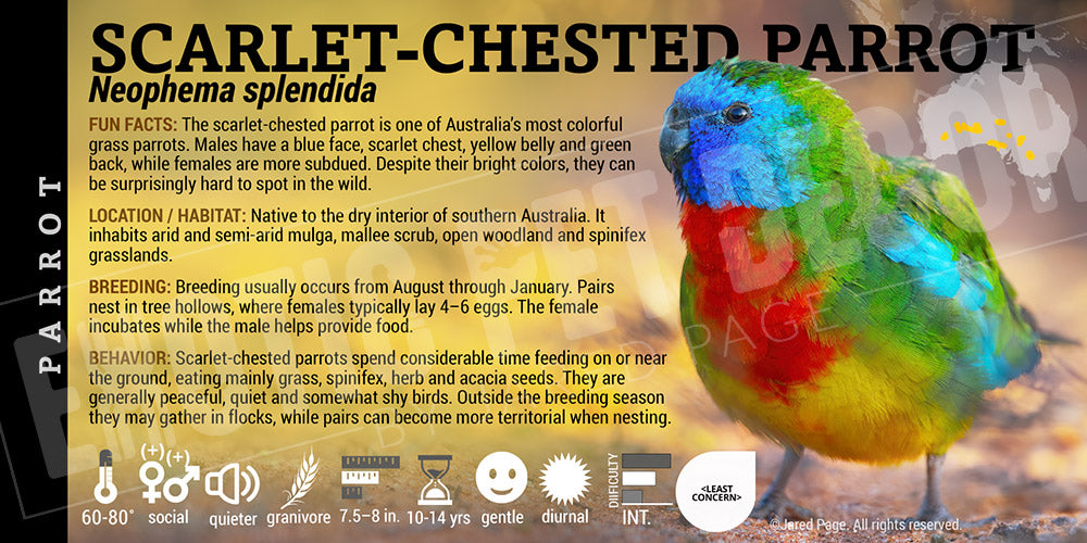 Neophema splendida 'Scarlet-chested' Parrot label