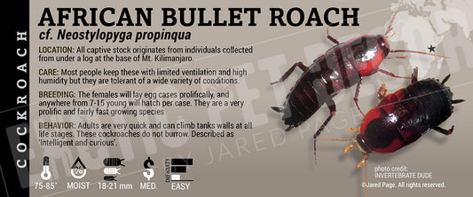 Neostylopyga propinqua 'African Bullet' Roach