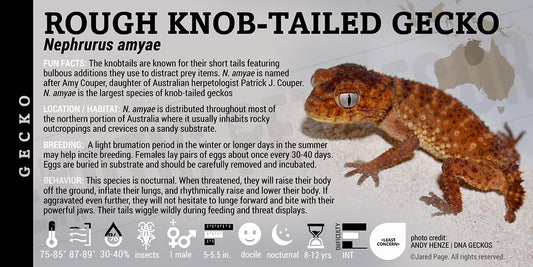 Nephrurus amyae 'Rough Knob Tailed' Gecko