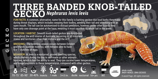 Nephrurus levis levis 'Three Banded Knob Tailed' Gecko