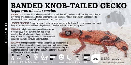 Nephrurus wheeleri cinctus 'Banded Knob Tailed' Gecko