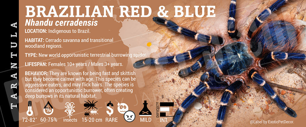 Nhandu cerradensis 'Brazilian Red & Blue' Tarantula label