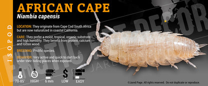 Niambia capensis 'Cape Cod' isopod label