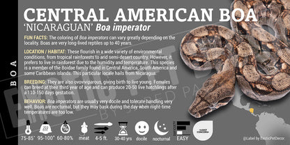 Boa imperator 'Common Boa' Snake