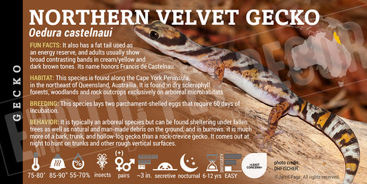 Oedura castelnaui 'Northern Velvet' Gecko label