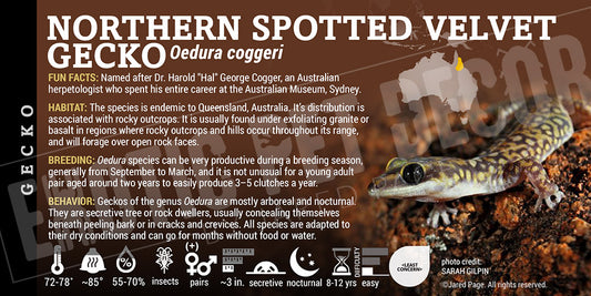 Oedura coggeri 'Northern Spotted Velvet' Gecko