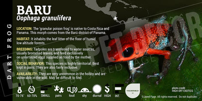 Oophaga granulifera 'Baru' Dart Frog Label