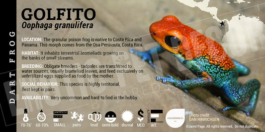 Oophaga granifulera 'Golfito' Dart Frog Label