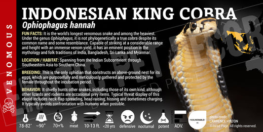 Ophiophagus hannah 'King Cobra' snake label