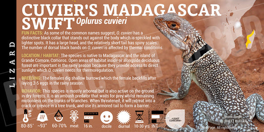 Oplurus cuvieri 'Cuvier's Madagascar Swift' Lizard label