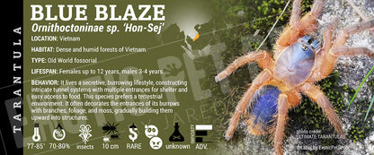 Ornithoctoninae sp. 'Hon-Se Blue Blaze' Tarantula label