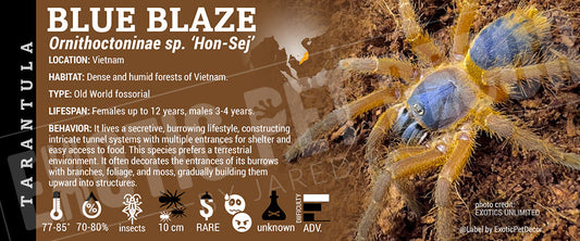 Ornithoctoninae sp. 'Hon-Se Blue Blaze' Tarantula label