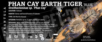 Ornithoctoninae sp. 'Phan Cay Blue' Tarantula label