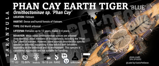 Ornithoctoninae sp. 'Phan Cay Blue' Tarantula label