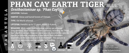 Ornithoctoninae sp. 'Phan Cay Blue' Tarantula label