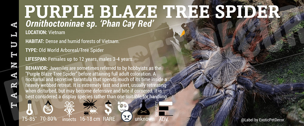 Ornithoctoninae sp. Phan Cay Red 'Purple Blaze' Tarantula label