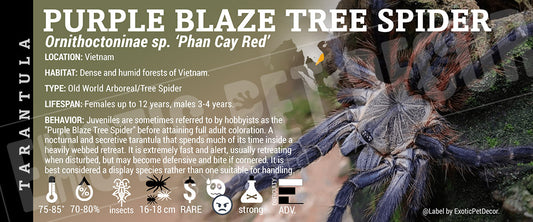 Ornithoctoninae sp. Phan Cay Red 'Purple Blaze' Tarantula label