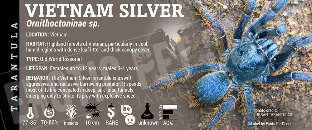 Ornithoctoninae sp. 'Vietnam Silver' Earth Tiger Tarantula label
