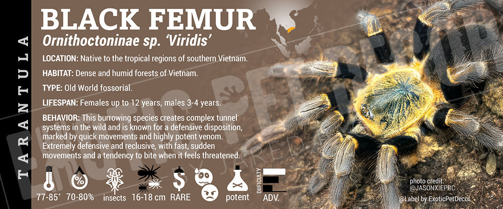 Ornithoctoninae sp. 'Viridis / Black Femur' Tarantula label
