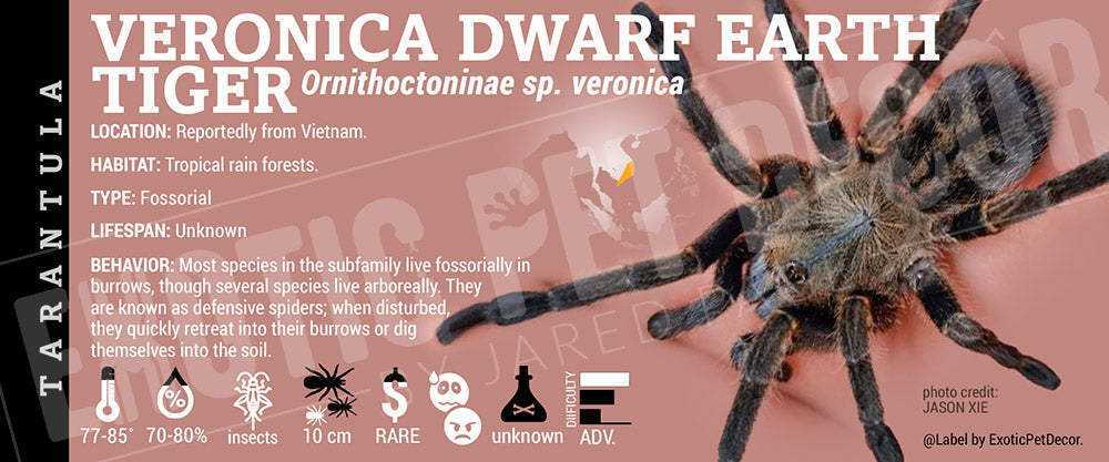 Ornithoctoninae sp veronica 'Veronica Dwarf Earth Tiger' Tarantula