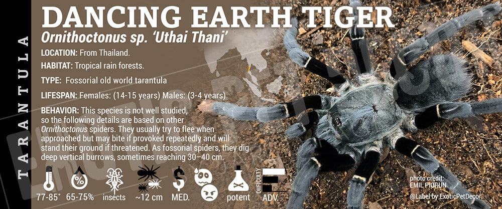 Ornithoctonus sp. Uthai Thani 'Dancing Earth Tiger' Tarantula label