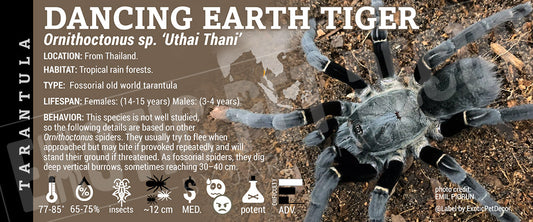 Ornithoctonus sp. Uthai Thani 'Dancing Earth Tiger' Tarantula label