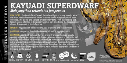 Malayopython reticulates jampeanus 'Superdwarf Reticulated' Python