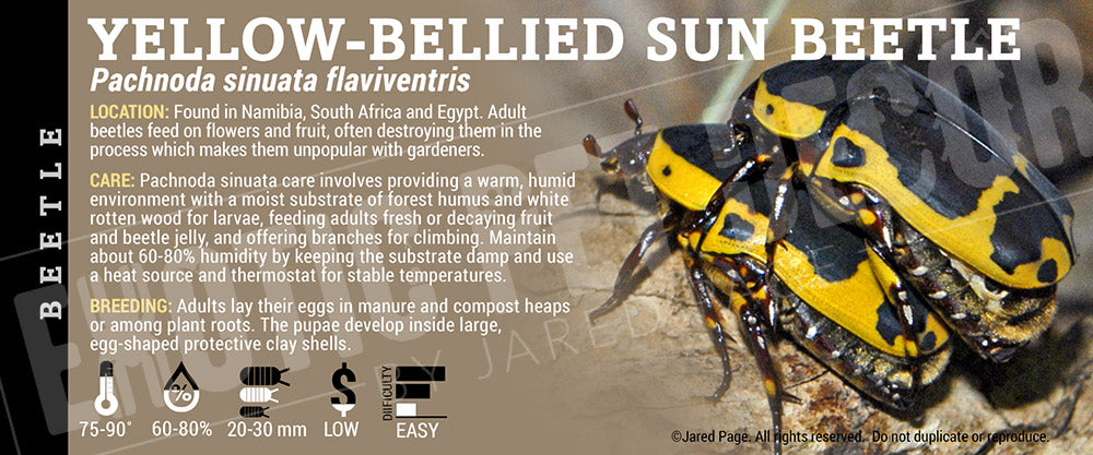 Pachnoda sinuata flaviventris "Yellow-bellied Sun Beetle' label