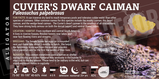 Paleosuchus palpebrosus 'Cuvier's Dwarf' Caiman