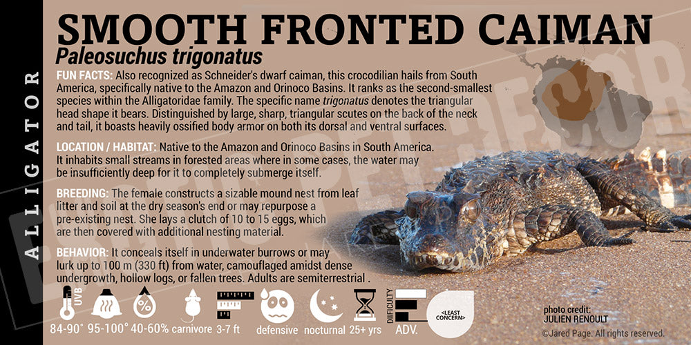 Paleosuchus trigonatus 'Smooth Fronted' Caiman