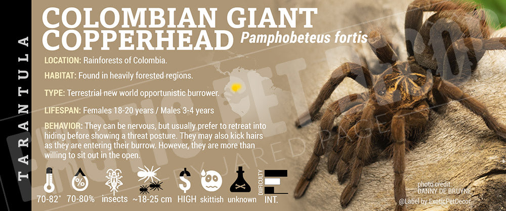 Pamphobeteus fortis 'Colombian Giant Copperhead' Tarantula label