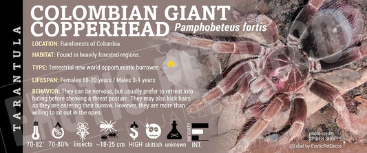 Pamphobeteus fortis 'Colombian Giant Copperhead' Tarantula label