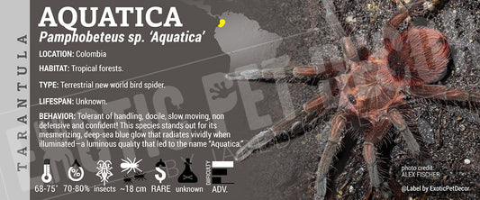 Pamphobeteus sp. 'Aquatica' Tarantula label