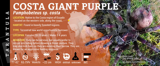 Pamphobeteus sp. costa 'Costa Giant Purple' Tarantula label