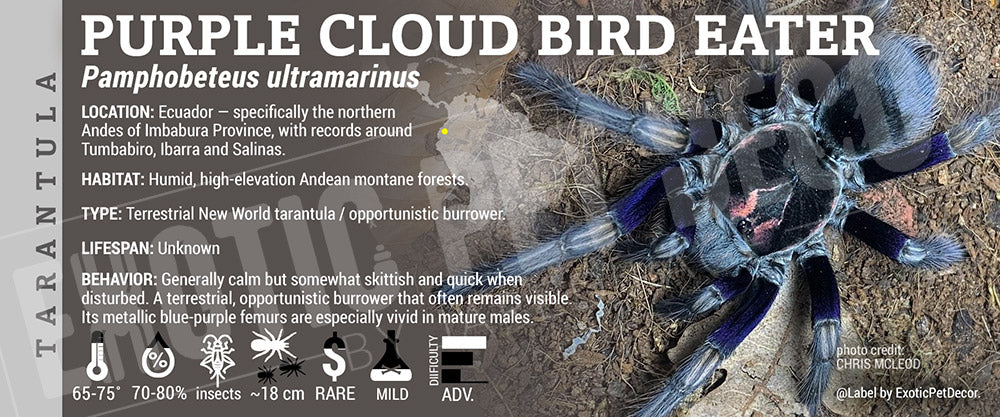 Pamphobeteus ultramarinus 'Ecuadorian Purple Cloud Bird Eater' Tarantula label