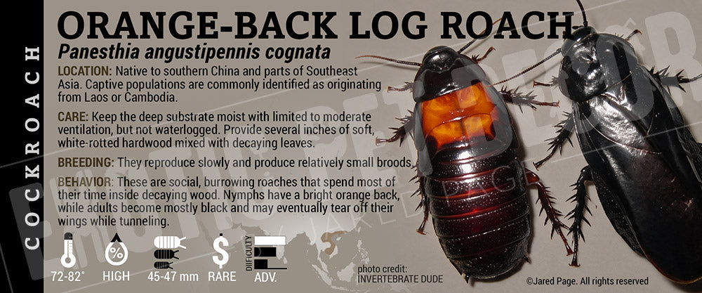 Panesthia angustipennis cognata 'Orange-back Log' Roach label