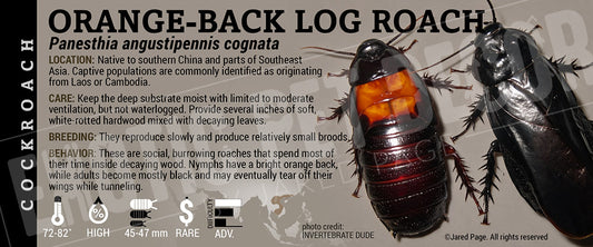Panesthia angustipennis cognata 'Orange-back Log' Roach label