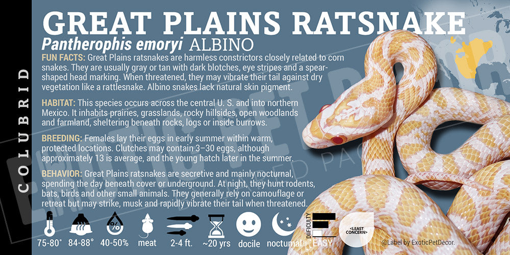 Pantherophis emoryi 'Great Plains Ratsnake' label