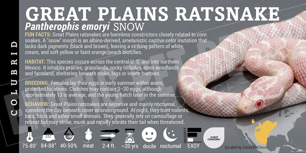 Pantherophis emoryi 'Great Plains Ratsnake' label